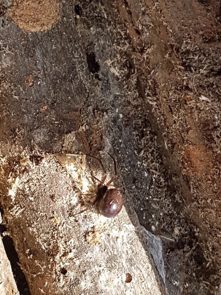 melissaxjay's tweet photo. @BritishSpiders Hello, are you able to confirm whether these could be false widows? Thank you very much https://t.co/V7NjrkyFj5