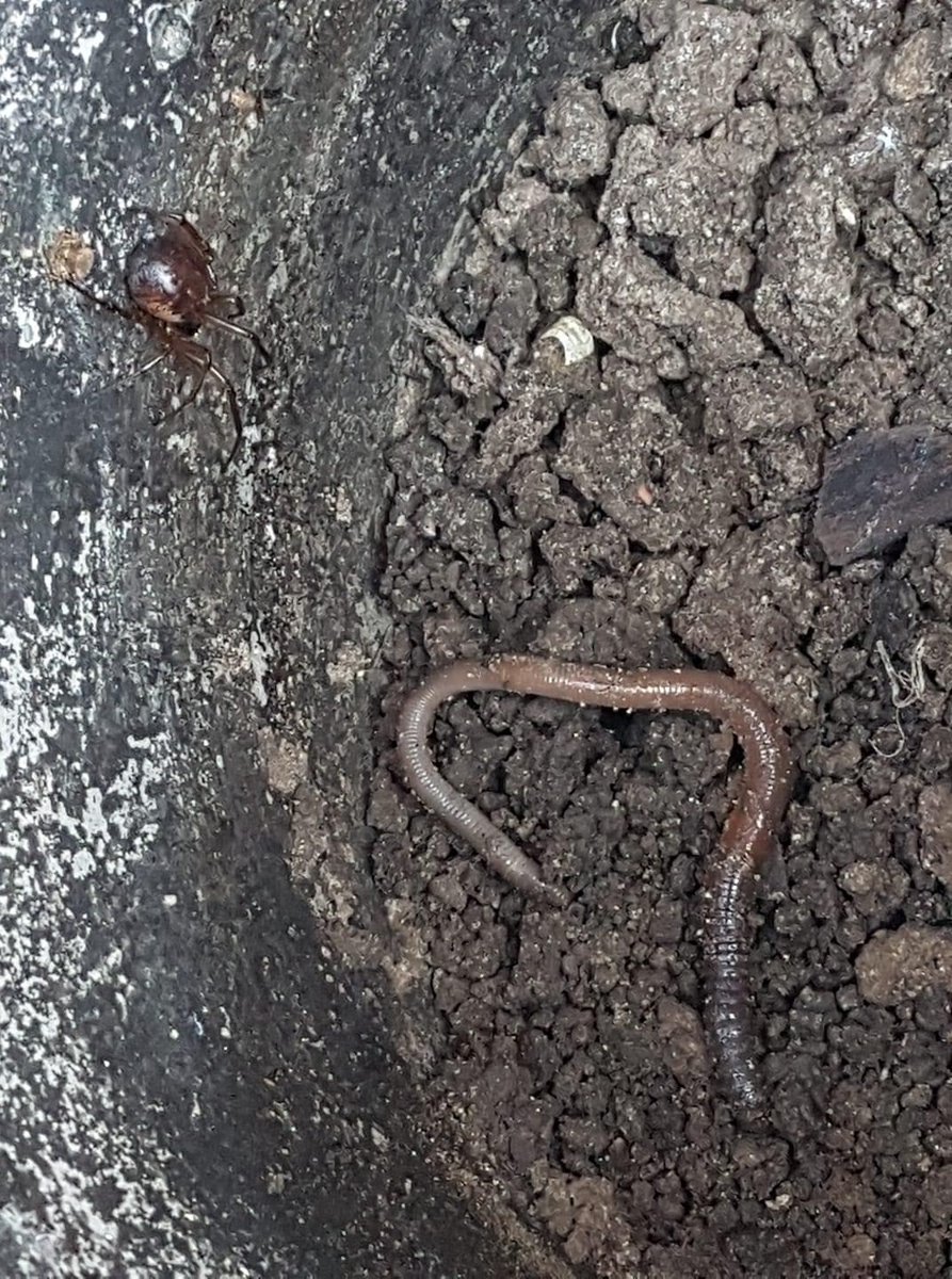 melissaxjay's tweet photo. @BritishSpiders Hello, are you able to confirm whether these could be false widows? Thank you very much https://t.co/V7NjrkyFj5