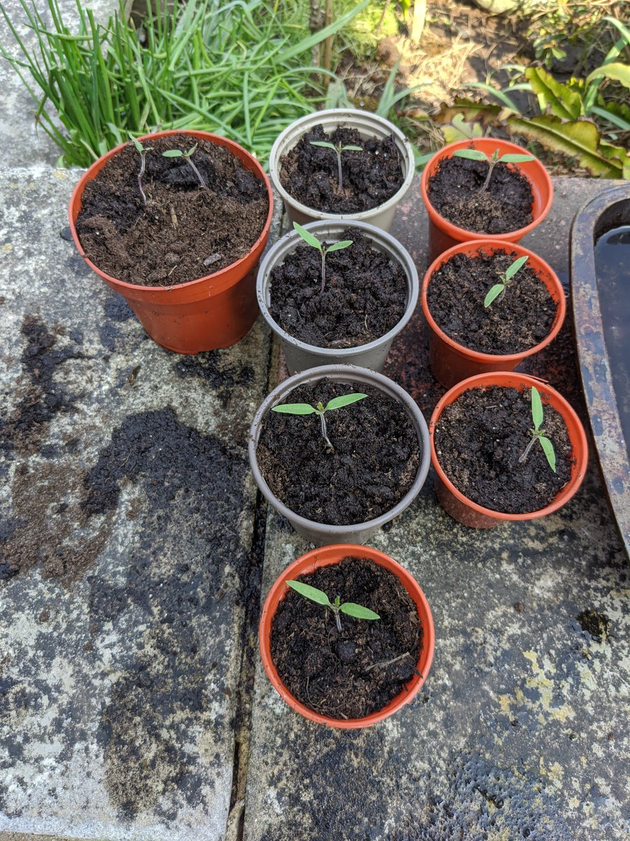 Tomatoes growing nicely!