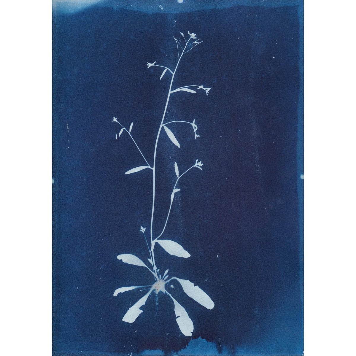 Take a look at this wonderful new project by <a href="/johnblythe65/">John A. Blythe</a> (photographer instrumental in setting up our Fusion Darkroom!), <a href="/gemblina/">Gem Toes-Crichton</a> &amp; William Arnold. 
The Quarantine Herbarium - Images of local flora using the cyanotype sun-print method.
Find out more >> buff.ly/2Rigmpl