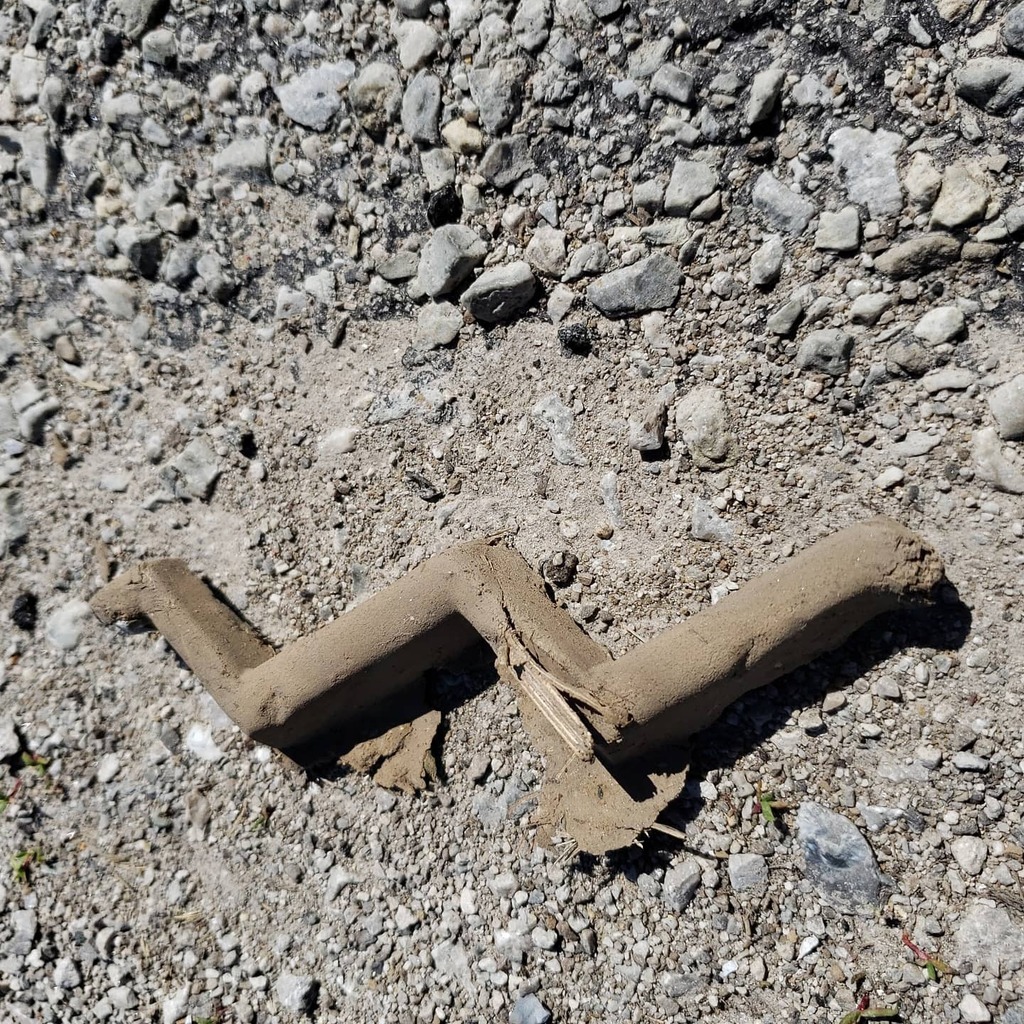 thedemossfam's tweet image. My inner kid is doing 🤸‍♀️🤸‍♀️🤸‍♀️ about this tiny treasure; I would have carried it home and found a place outside to store it. Today I store it digitally 🤓.
#tinytreasure
#CELEBRATINGMYNERD 
#joy
#extraordinaryliving living instagr.am/p/B-uidhfhIP_0…