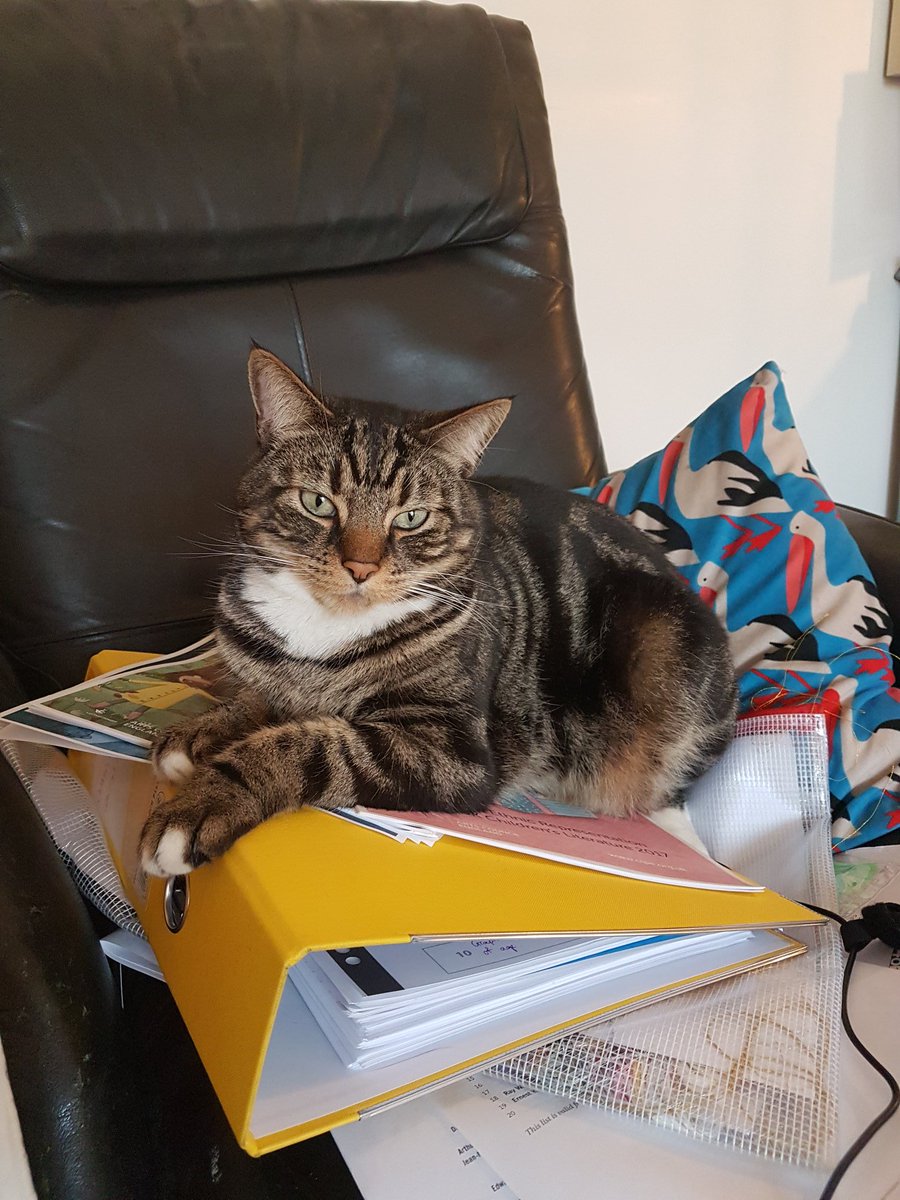 libraryfay's tweet photo. @NigelHall11 I cant do any more now, the cat sat on my homework... https://t.co/dlCXyEnH1W