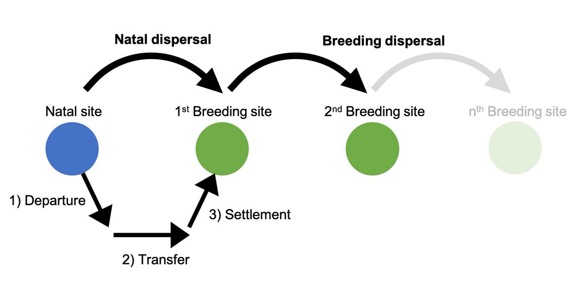  #Dispersal is the movement of an individual from its site of birth or current breeding, to a subsequent breeding site. It is an important driver of many ecological processes, including range expansion and  #metapopulation dynamics. (2/9)
