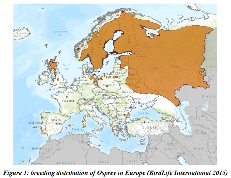 Following centuries of persecution, the European  #osprey metapopulation has become highly fragmented. Without  #dispersal connecting these populations, they could become genetically isolated, potentially leading to local extinctions. (3/9)