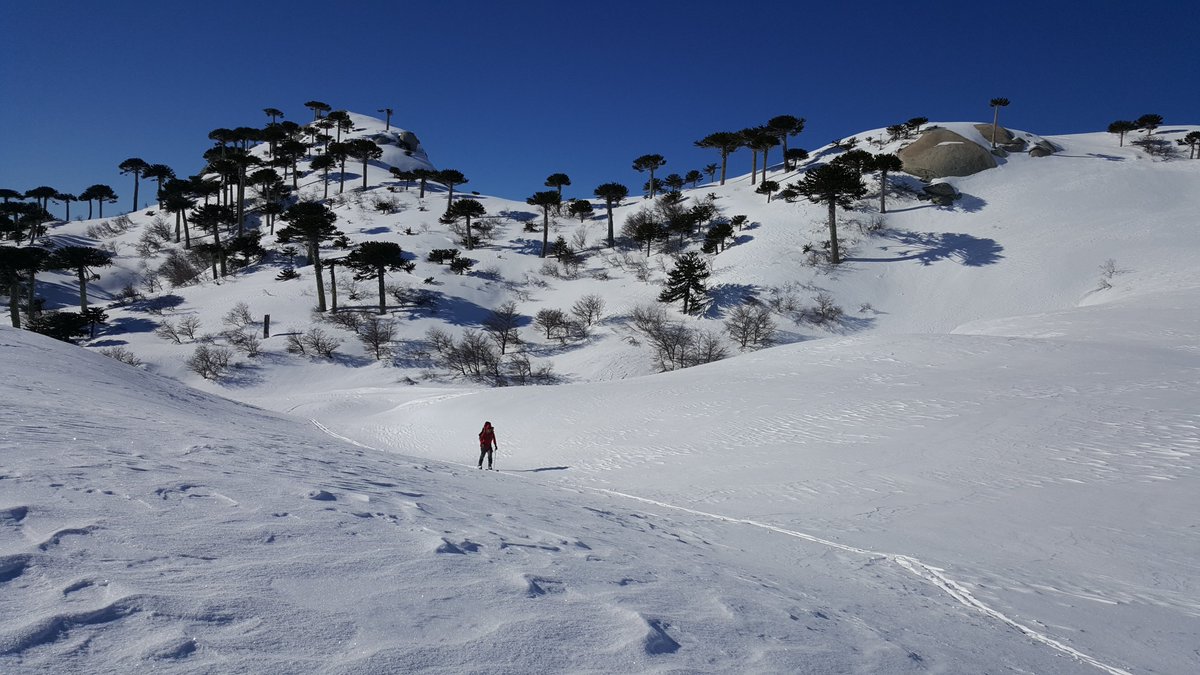 EndemikoChile's tweet photo. Te lo pedimos #quedateencasa Mientras tanto puedes viajar a nuestras montañas leyendo este relato de aventura de la travesía entre #Lonquimay y #Malalcahuello por la Sierra Nevada del #conguillio en esquís del invierno pasado.  #stayhome #staysafe #angm https://t.co/537fkxM8V0