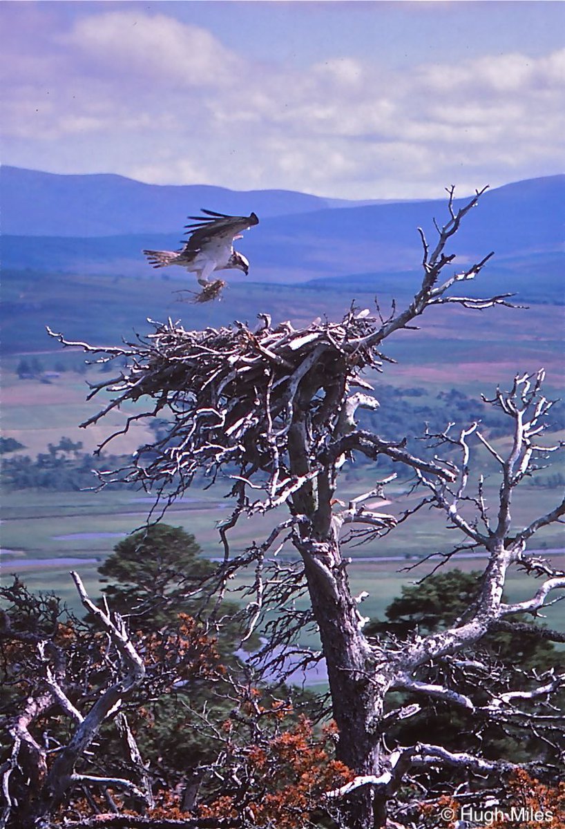But male  #ospreys have very low dispersal tendencies, greatly limiting range recovery rates and population connectivity. So in order to encourage greater  #dispersal between populations, and thus  #restore this species, we must first understand the factors influencing it. (4/9)