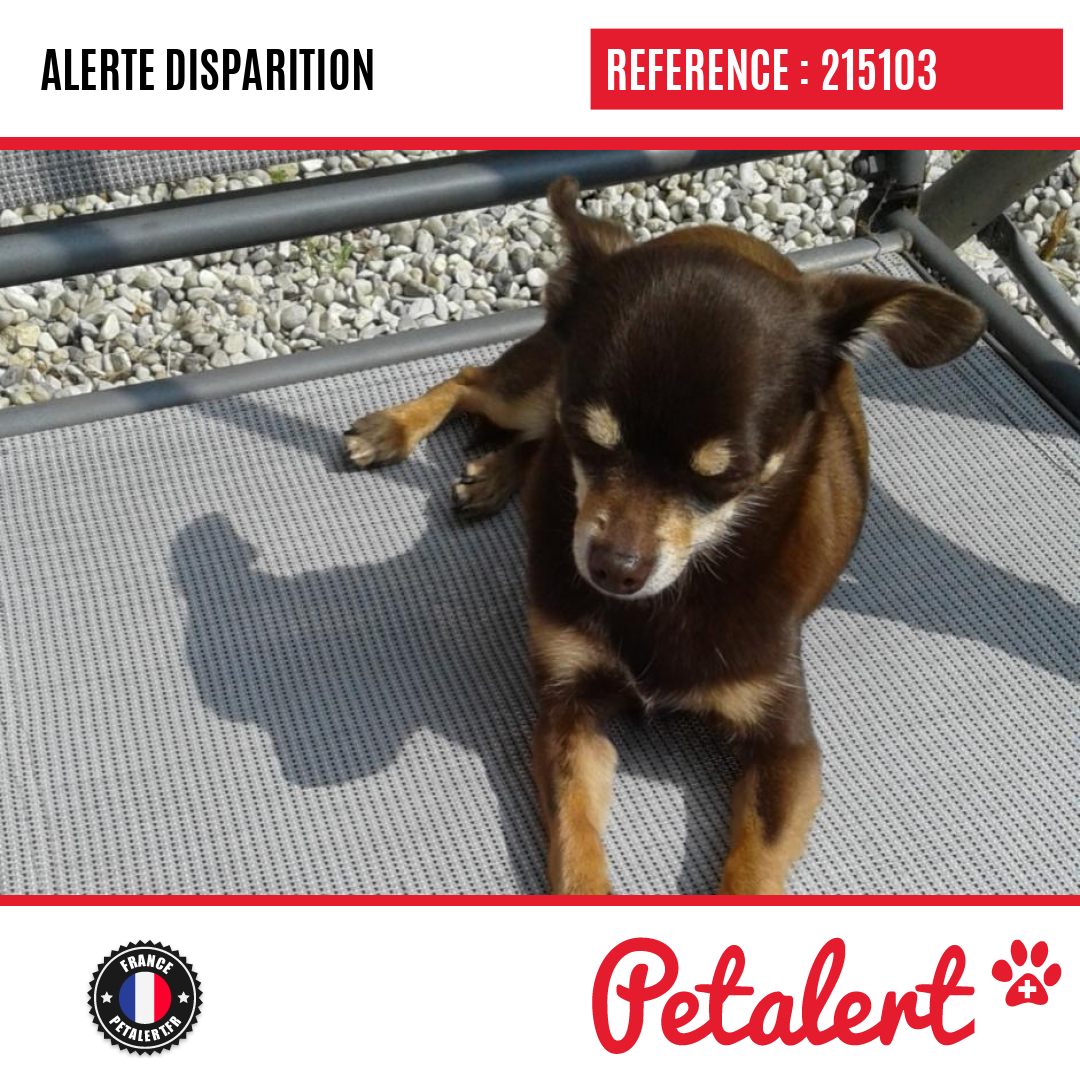 petalert_france's tweet image. Disparu #Chien #CharenteMaritime #DompierreSurMer #Petalert  #PetAlert17 / p3t.co/AhzvA