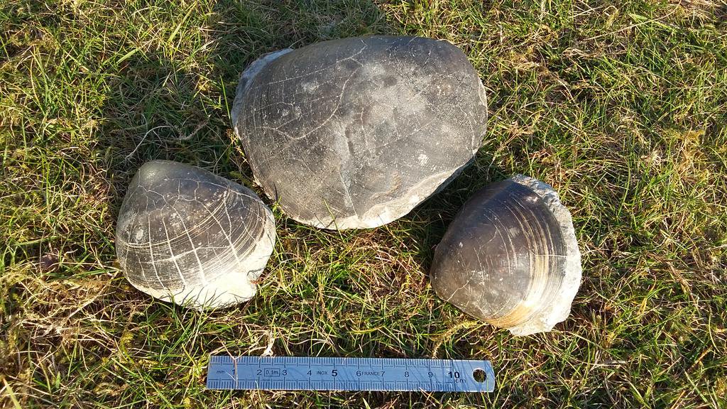 rhian_kendall's tweet photo. Day 23/? #BGSfromHome #RockingRemotely and these #StonesAtHome are from Penarth. Those that know me will know that I'm a bit scared of mesozoic Palaeontology but even I recognise these spectacular Plagiostoma. One was collected on my 1st school geology field trip with Mr Lyons! https://t.co/9XdtiAoDDc