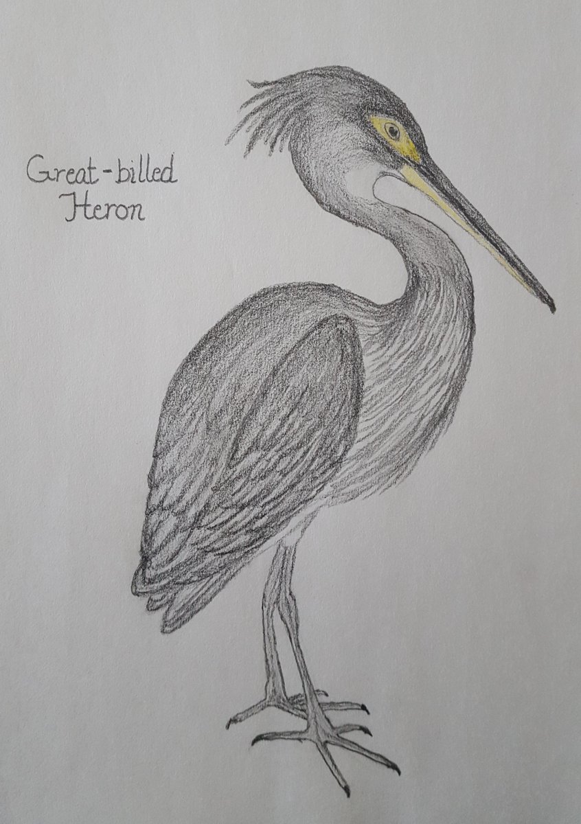 Trina_SIL's tweet photo. My humble offering for #DrawaBirdDay. Inspired by an image from John Gould's "The Birds of Australia" via @SILibraries : https://t.co/HPacDfyIfC https://t.co/QGQIRcux56