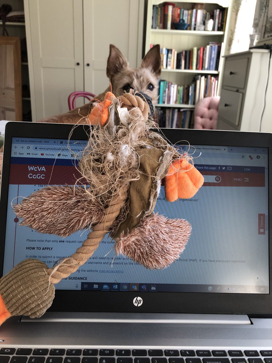 JackieMurphyTGP's tweet photo. Lizzie not really understanding the concept of home working ! #COVID19 #homeworking #petsunderlockdown https://t.co/lgWVOM46nQ