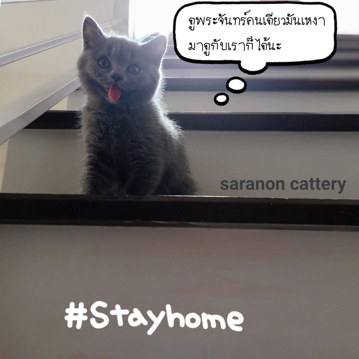 Saranoncattery's tweet photo. ดูพระจันทร์คนเดียวมันเหงา มาดูบ้านเราก็ได้นะ เดียวเราพาไปดูบนหลังคา 😁 #พระจันทร์ #FullMoon #แมวน่ารัก #แมวบริติช #แมวเทา https://t.co/51Oq18Ulri