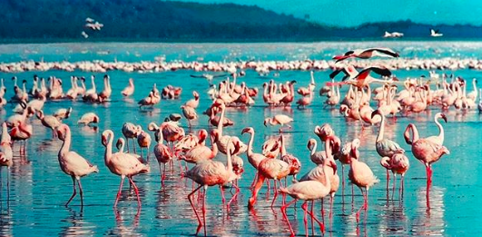 BeyondCruises's tweet photo. #WanderlustWednesday Safari to sea! The @BeyondCruises Kenya Safari and Seychelles Cruise includes a visit to Lake Nakuru National Park, where the elegant flamingo and about 450 species of birds call home #BeyondCruises #TheSeychelles #GardenofEden #BeyondTheOrdinary https://t.co/zfIxFcahVF