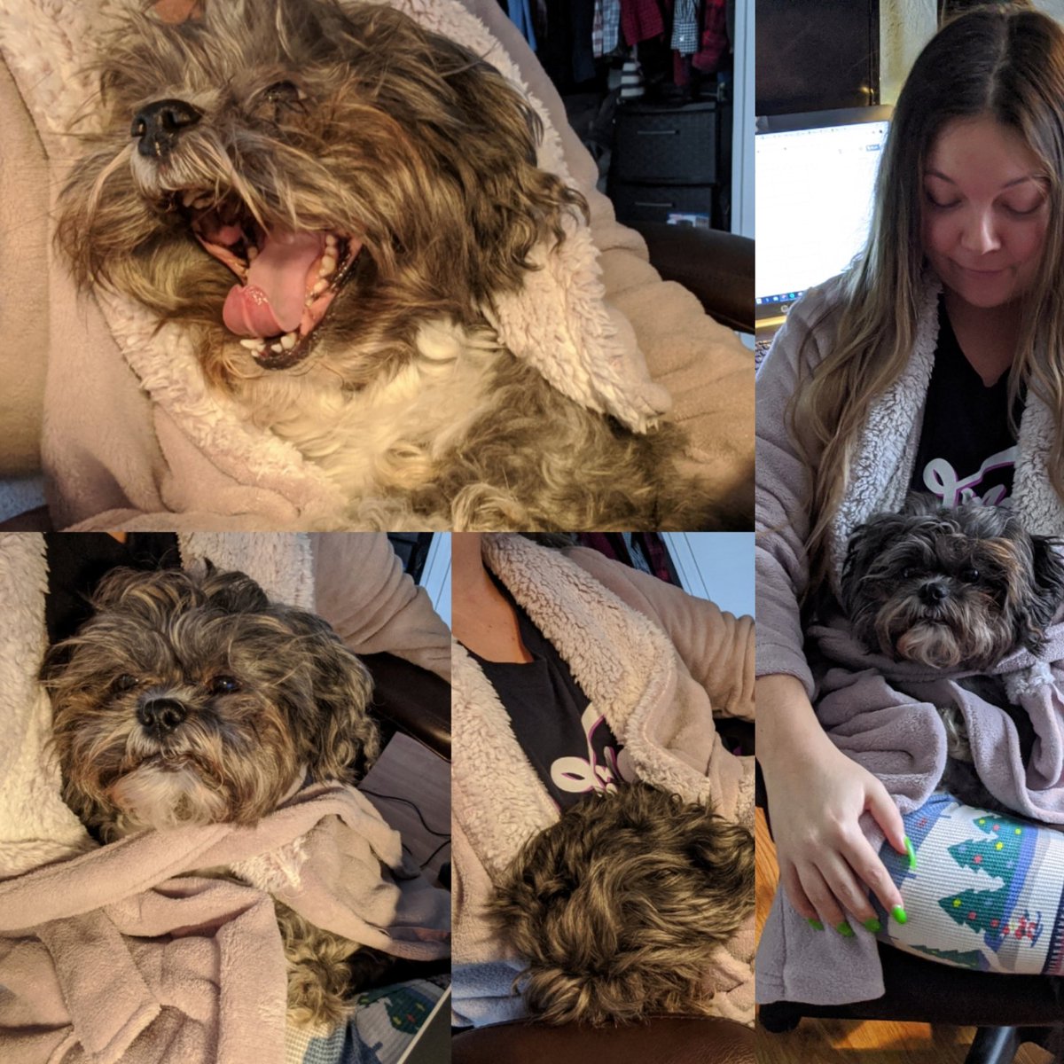 Krista_Ad_Astra's tweet photo. Week 4 of working home. My newly appointed assistant is very clingy and constantly falls sleep on the job #QuaratineLife #WFH #petsunderlockdown #DogsOfTheQuarantine https://t.co/s4cEZ8ojXv