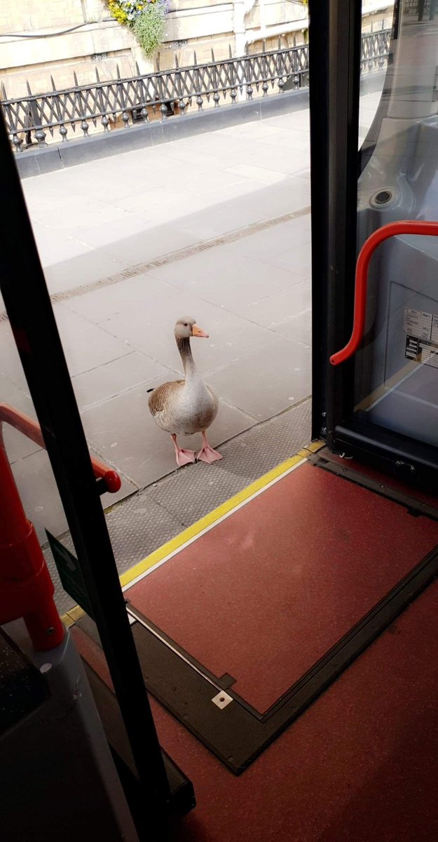 EYtraining's tweet image. The @EYBuses drivers are doing brilliant work with transporting key workers, but this potential customer may be taking a different route for its social distancing!