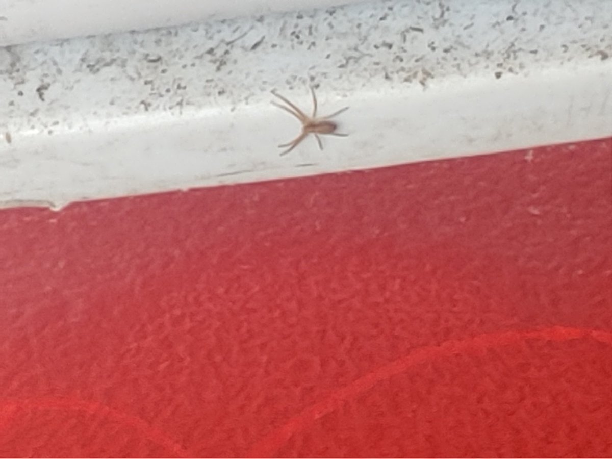 Carly_Butts666's tweet photo. Check out my "I just got a tooth pulled" face and my adorable little brown recluse spider. https://t.co/WE452h9HUL