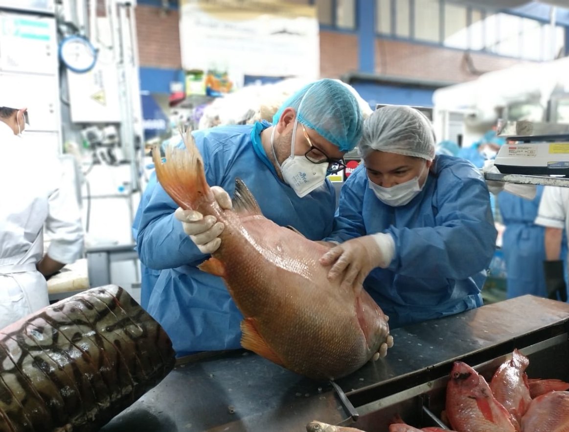 SectorSalud's tweet photo. Porque está #PrimeroTuBienestar, seguimos realizando operativos de inspección y control de pescado en centros de abastecimiento, expendios y depósitos de Bogotá para verificar que los productos cumplan con las condiciones higiénico sanitarias. Detalles en https://t.co/AV5yKYZcps https://t.co/xSdyxp570s