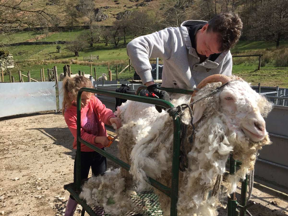 Crookabeck Herdwicks tweet media