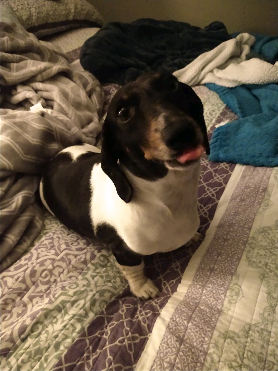 sandburglibrary's tweet image. This #woofwednesday is brought to you by Marla’s puppers, Franklin and Allen! Allen says “Yuck!” to this whole social distancing thing. But rest assured, their mama’s making them follow the rules. 😜 #doglife #librarydogs