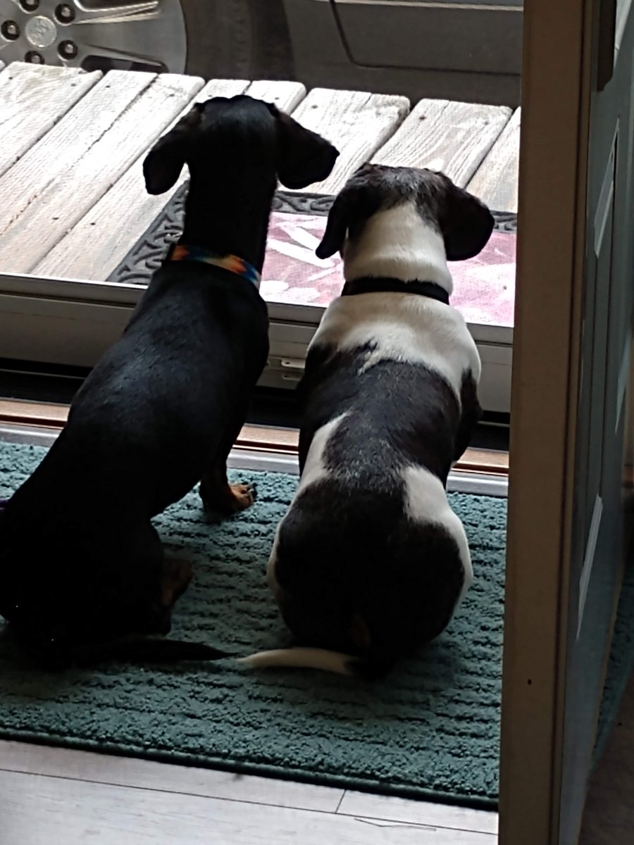 sandburglibrary's tweet image. This #woofwednesday is brought to you by Marla’s puppers, Franklin and Allen! Allen says “Yuck!” to this whole social distancing thing. But rest assured, their mama’s making them follow the rules. 😜 #doglife #librarydogs