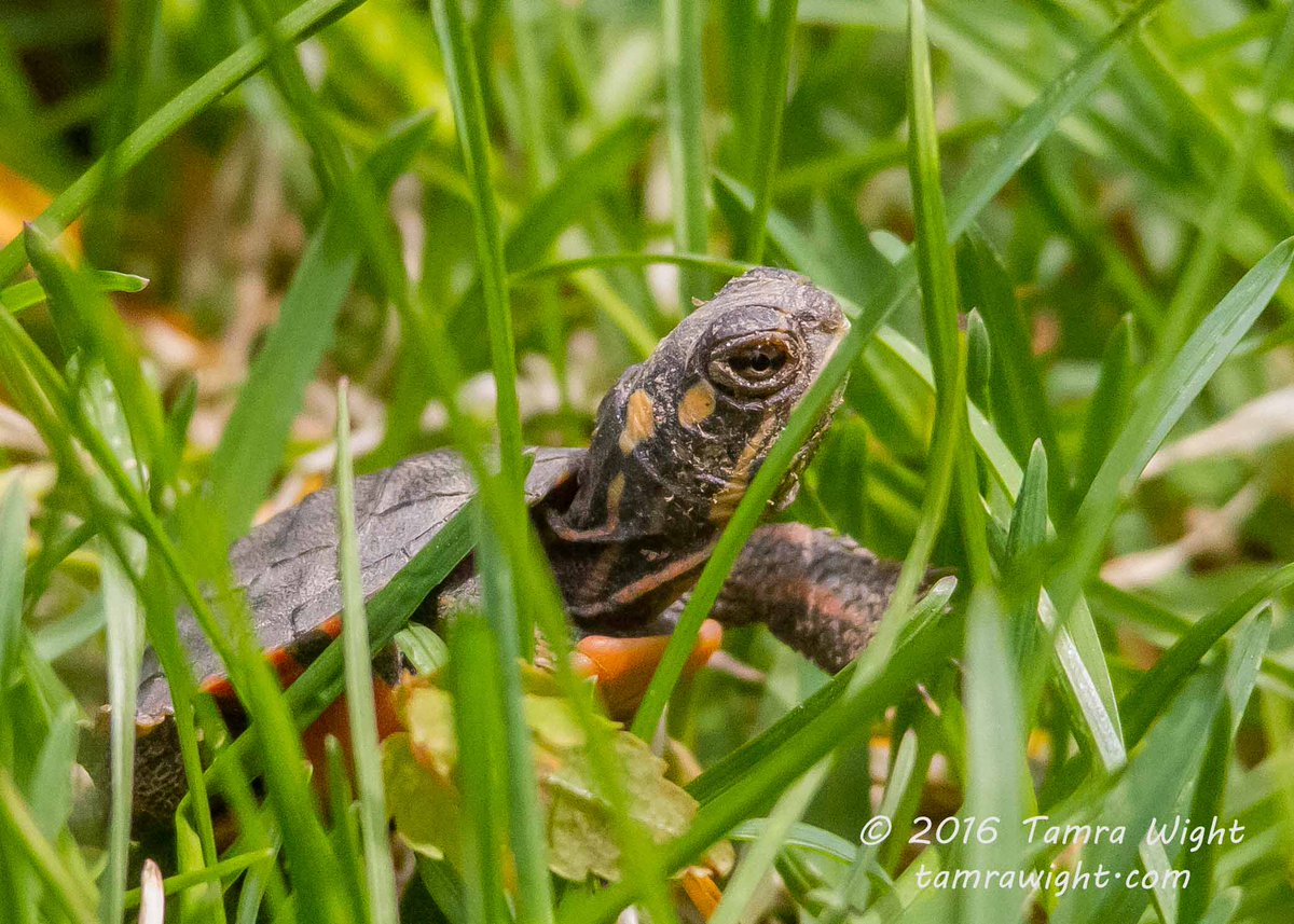 TamraWight's tweet photo. #WildlifeGeekNotes features  Painted Turtles today! Have you ever found one far from the water? Don't take it back, it's not lost! Read on . . .   #paintedturtle

https://t.co/5ZVG5ZwZ9E https://t.co/qxy3q8Bhoq
