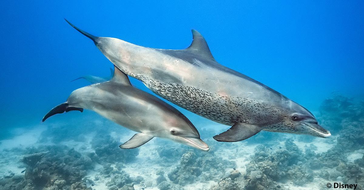 Notre bébé du mois est un petit dauphin qui reste près de sa mère pour apprendre à chasser ! Retrouvez toutes ses aventures dans le film #Blue de Disneynature 🐬