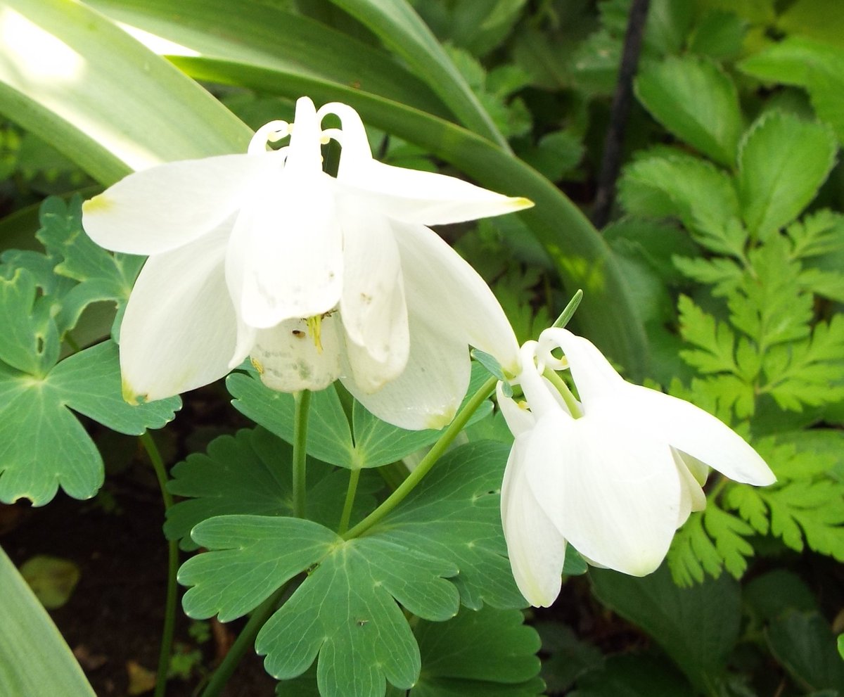 いりちゃん 花と月に魅せられて きょう4月9日の誕生花 オダマキ この花は キンポウゲ科オダマキ属の多年草 別名 アキレギア 原産地 北半球 花言葉 必ず手に入れる 勝利 愚か 愚か者 愚行 断固として勝つ など