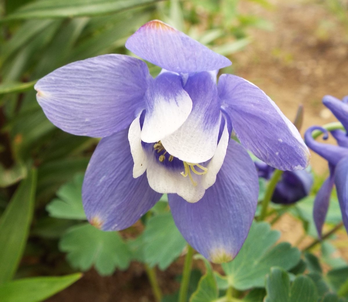 いりちゃん 花と月に魅せられて きょう4月9日の誕生花 オダマキ この花は キンポウゲ科オダマキ属の多年草 別名 アキレギア 原産地 北半球 花言葉 必ず手に入れる 勝利 愚か 愚か者 愚行 断固として勝つ など