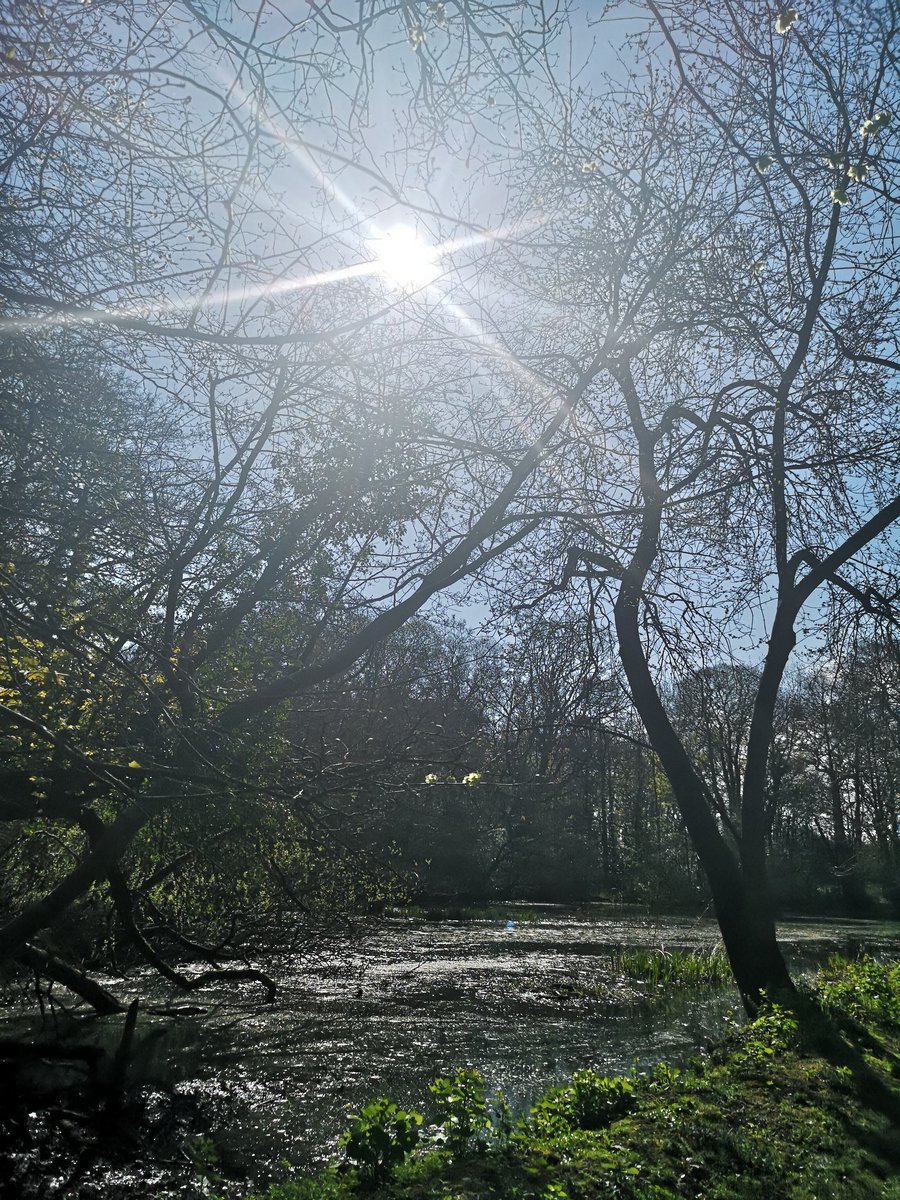 Been such a lovely day.....so lucky to have so much countryside in walking distance. Saw about 3 people today who all respected the distancing. 👍 #PositiveVibes #SocialDistancing #planetshropshire