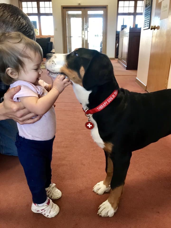TCRAS's tweet photo. We have a new MAYOR OF DIVIDE!! CONGRATULATIONS PIPER, The Swiss Mountain Dog, sponsored by Community Partnership Family Resource Center! Our top 3:
1. Piper-2712 votes
2. Keller/Oliver-2249
3. Chief-2074 
Total money raised for the shelter: $25,803
Thank you everyone!! #TCRAS https://t.co/LIPsIhhxmW