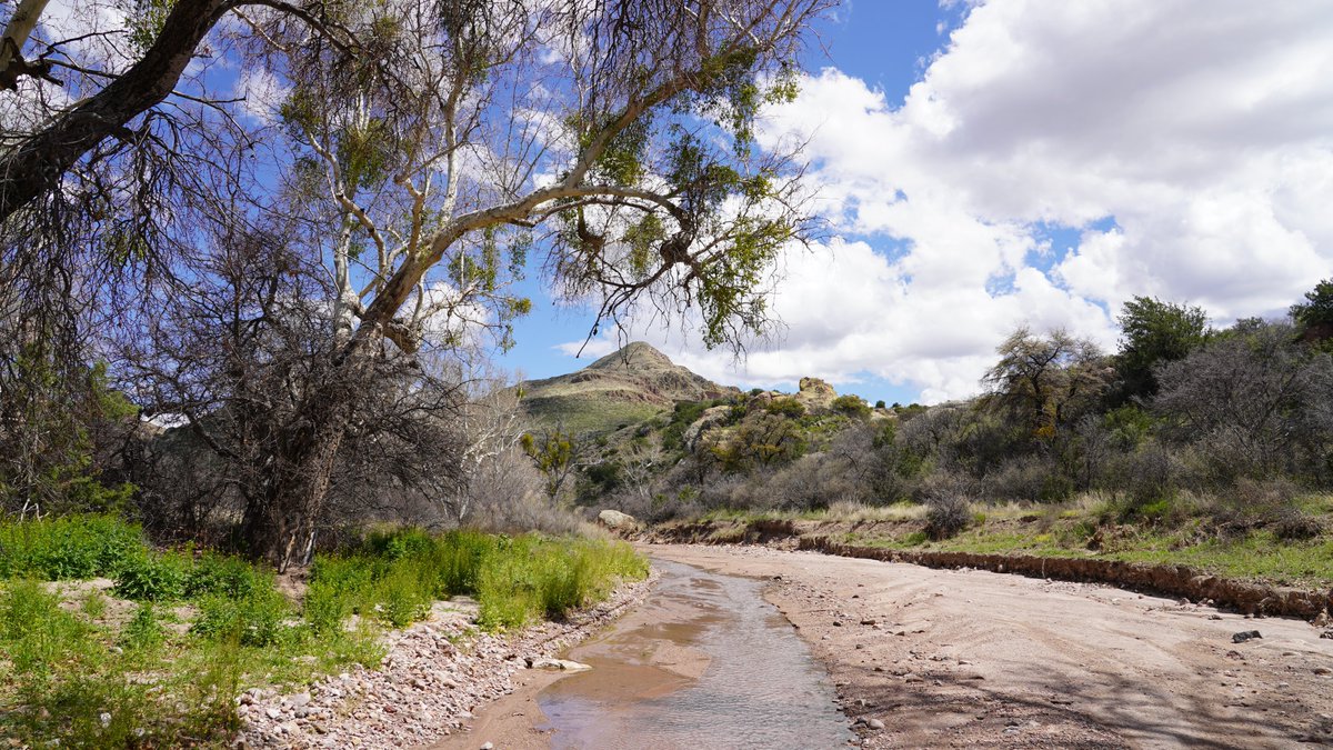 The wall is heading straight for Guadalupe Canyon seen here. This canyon connects the Peloncillos in Arizona to the Sierra Pan Duro and San Luis in northern Mexico which make a straight line to the northern most breeding population further south in Sonora, Mexico. /2