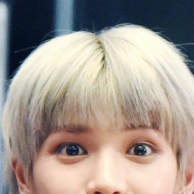 NCT 127 as this cat: A THREAD