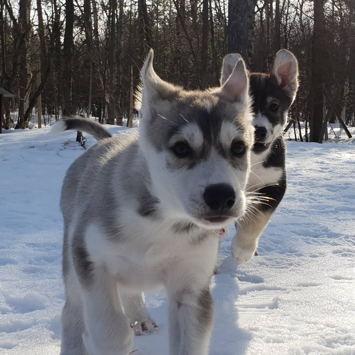 My heart cannot. The cuteness. Puppies who& #39;re zooming is the best thing ever. (Also I totally named the album of all their pictures Critical Pups cause yes, why not.)