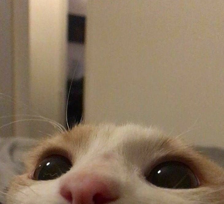 NCT 127 as this cat: A THREAD