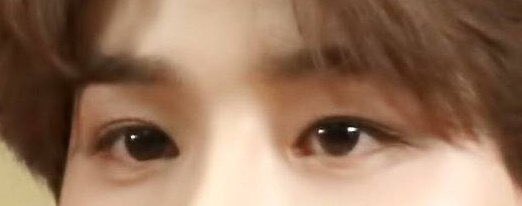 NCT 127 as this cat: A THREAD