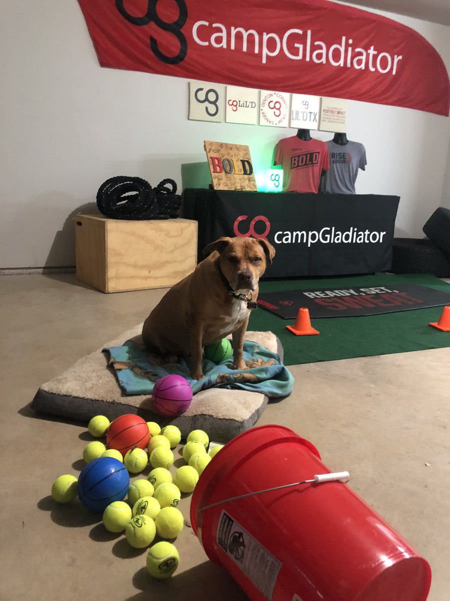 GWemhoner's tweet photo. It’s like bringing your toddler to work! He’s got his comfy bed and a bucket of balls - not sure what else he needs! 🐶❤️🎾 @campGladiator #cgdailydoseofhappy #cg #campgladiator #rudirudirudi https://t.co/T36i63ArDf