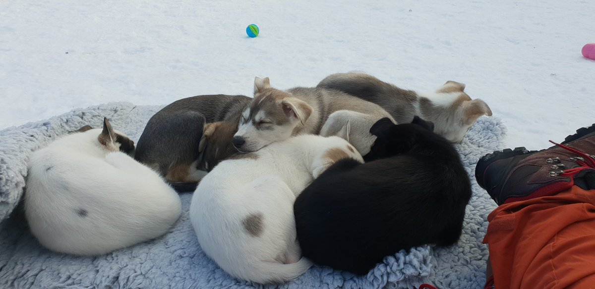 Puppies charging up empty batteries