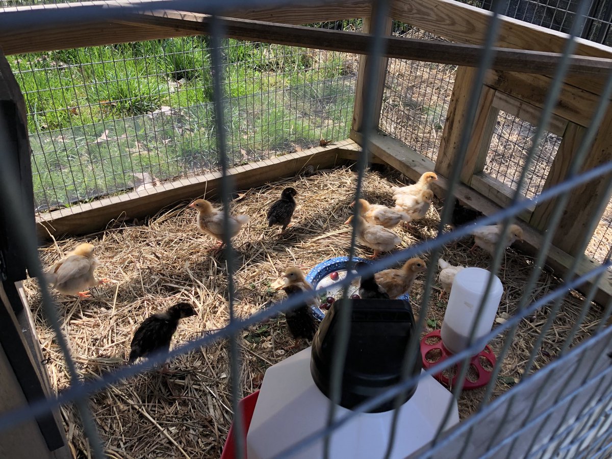 jpascoe_cpa's tweet photo. It’s hard to get all the animals around here in one shot! We have lots of new baby chicks & calves this spring and we are weaning the fall calves. I have to admit this view definitely beats the one from my normal office. #BKDRemote #FarmLife https://t.co/VGhdLKdhi1