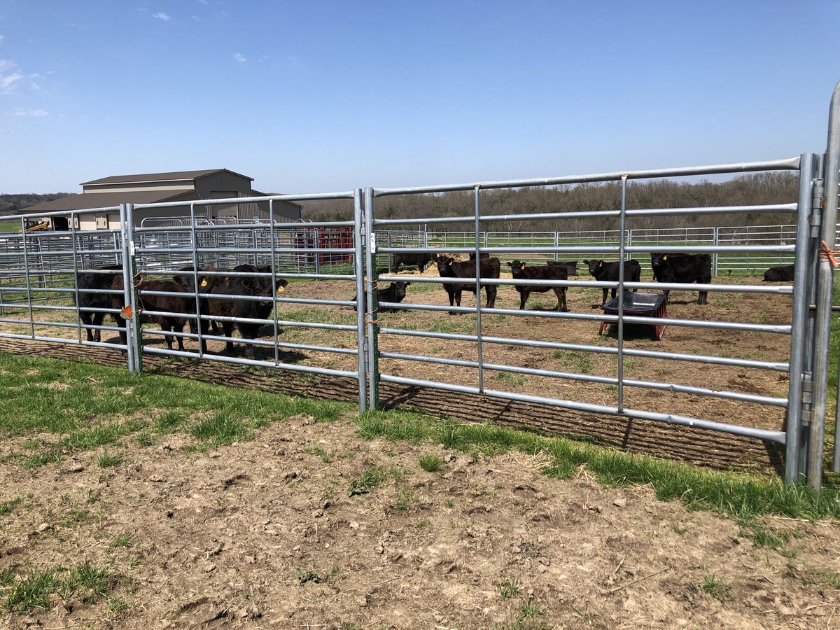 jpascoe_cpa's tweet photo. It’s hard to get all the animals around here in one shot! We have lots of new baby chicks & calves this spring and we are weaning the fall calves. I have to admit this view definitely beats the one from my normal office. #BKDRemote #FarmLife https://t.co/VGhdLKdhi1