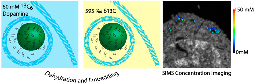 nanotrac's tweet photo. ACS Nano [ASAP] Subcellular Mass Spectrometry Imaging and Absolute Quantitative Analysis across Organelles: ACS NanoDOI:… https://t.co/gYNrIoAU4V Via @acsnano #ACSNano #Nanoscience #Nanotechnology #MaterialsScience #Physics #NanoAssemblies #CharacterizationOfNanostructures https://t.co/CAMvpOnltM