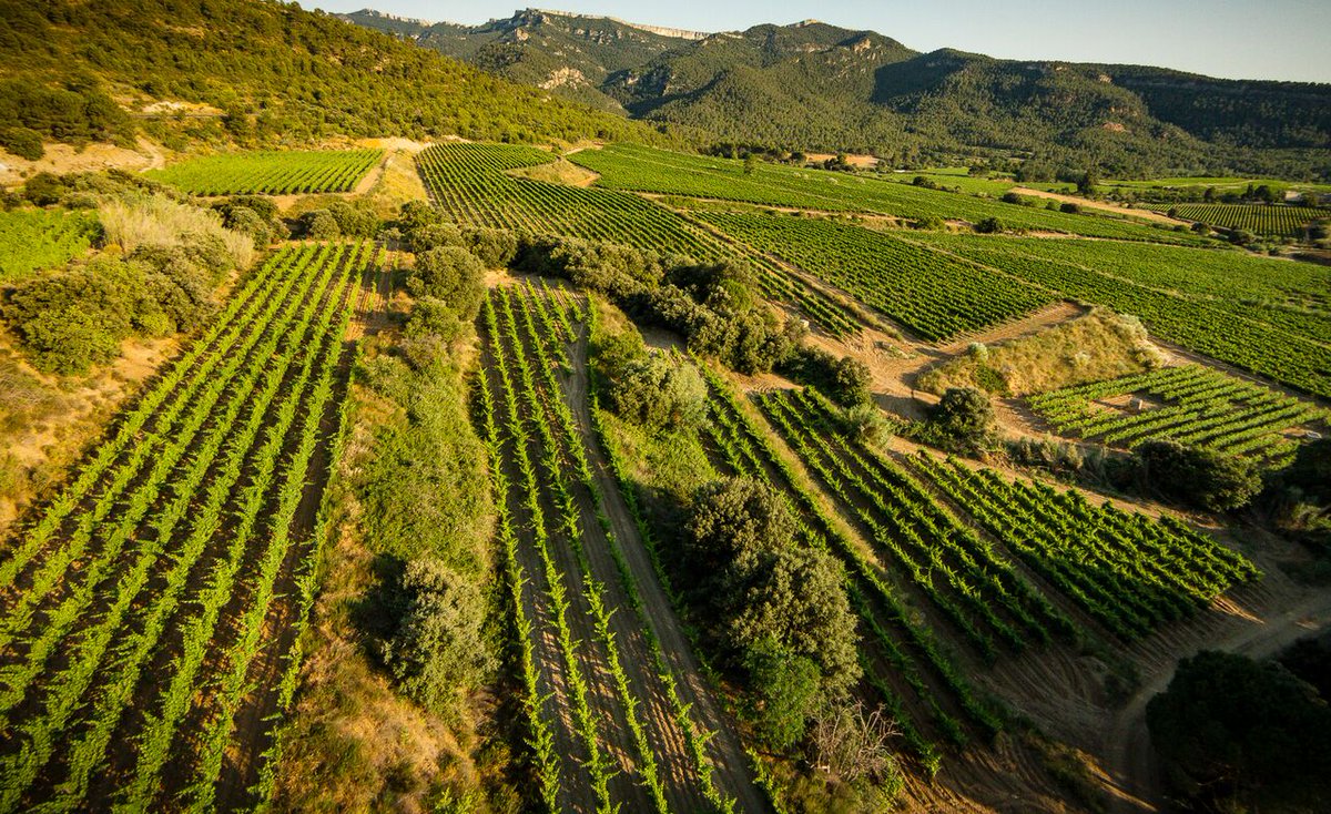 Celler JGViticultor tweet media