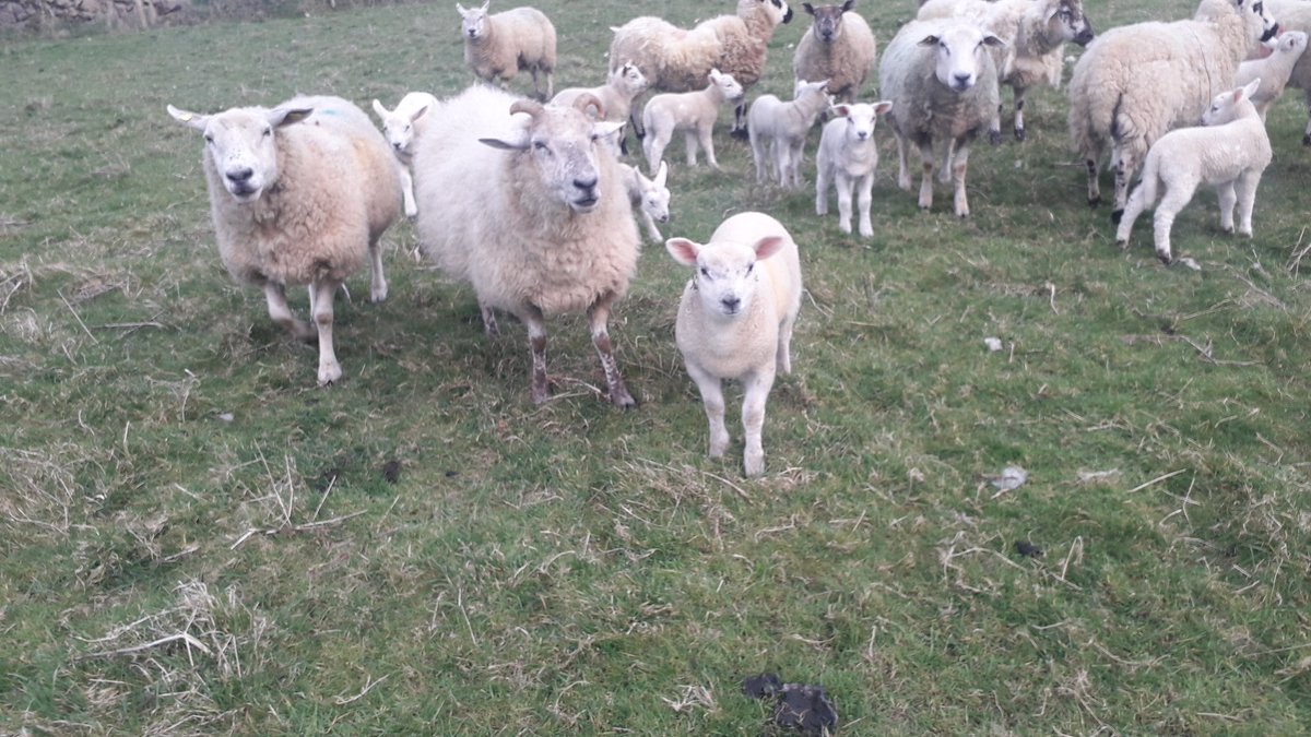 Andymcshea1's tweet photo. Mighty to see the lambs thriving https://t.co/SKo2vM5ehr