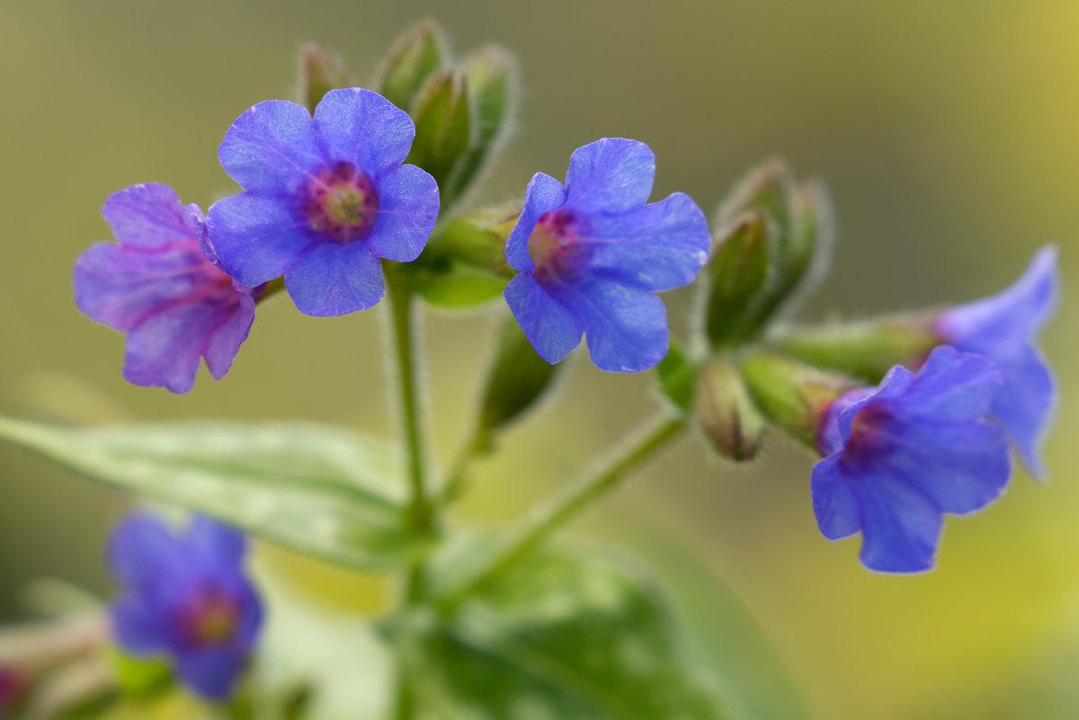 abuzzandaflutter.co.uk tweet media