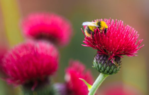 abuzzandaflutter.co.uk tweet media