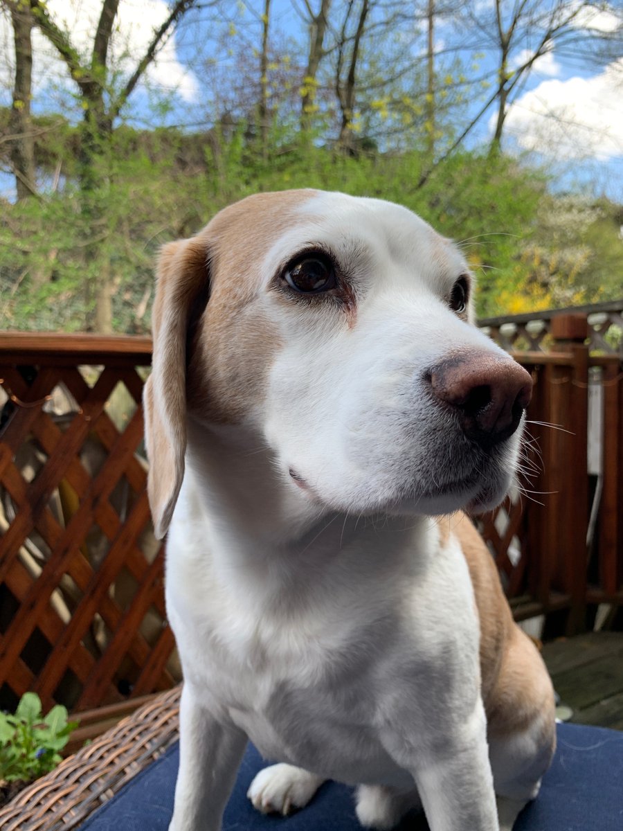 harrietschwartz's tweet photo. #TobytheBeagleTA supporting outdoor work session this afternoon! #ProfDogs #beagle #TeachersPet #OnlinePivot #HigherEd #TriageTeaching2020 #Tenure4Toby #DogsatHome #DogsofInstagram #StayConnected #ConnectedTeaching https://t.co/ex38PqLuKE