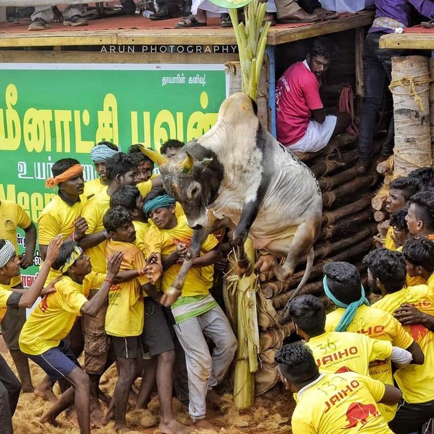 Kumar44883505's tweet photo. @திமில் மறை அழகன் https://t.co/mbCHLJzCEr