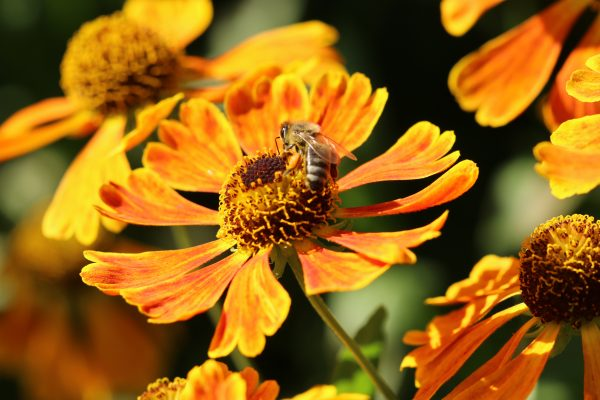 abuzzandaflutter.co.uk tweet media