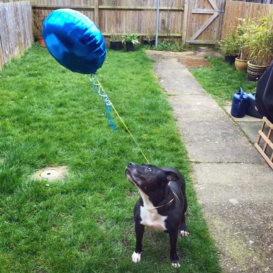 LennyPig's tweet photo. @Justdar3 Happy birfday Myles https://t.co/IRkdOOVPQe