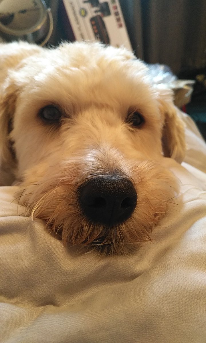 StuparKim's tweet photo. @mystery62846823 Do you have my dog? https://t.co/W9sRWCCla1