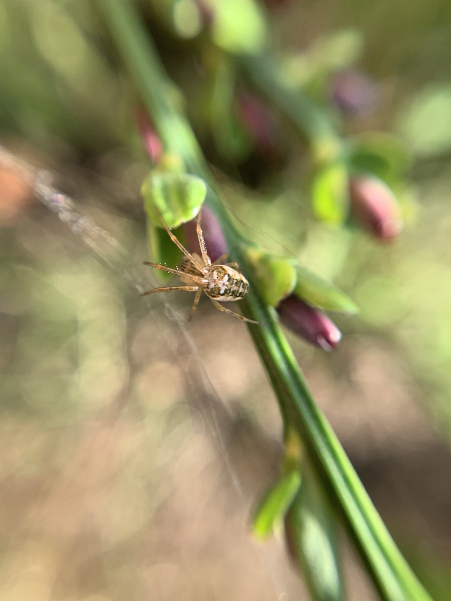 Day sixteen.Stretch SpiderMetellina Sp. of Orb Weaver #GardenWildlife  #LockdownWildlife  #WildlifePhotography