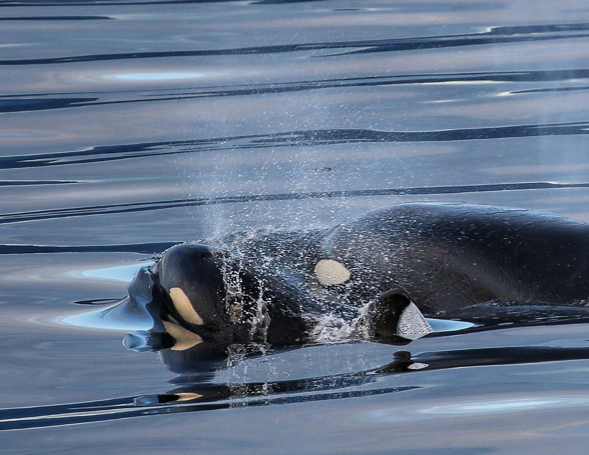 AKDreamCruises's tweet photo. Did you know orcas are the largest member of the dolphin family? They’re easy to identify thanks to their black and white markings. Find other wildlife viewing tips here: https://t.co/ZtQo0eMSJb #TrueAlaska https://t.co/7QtGUX6VXV